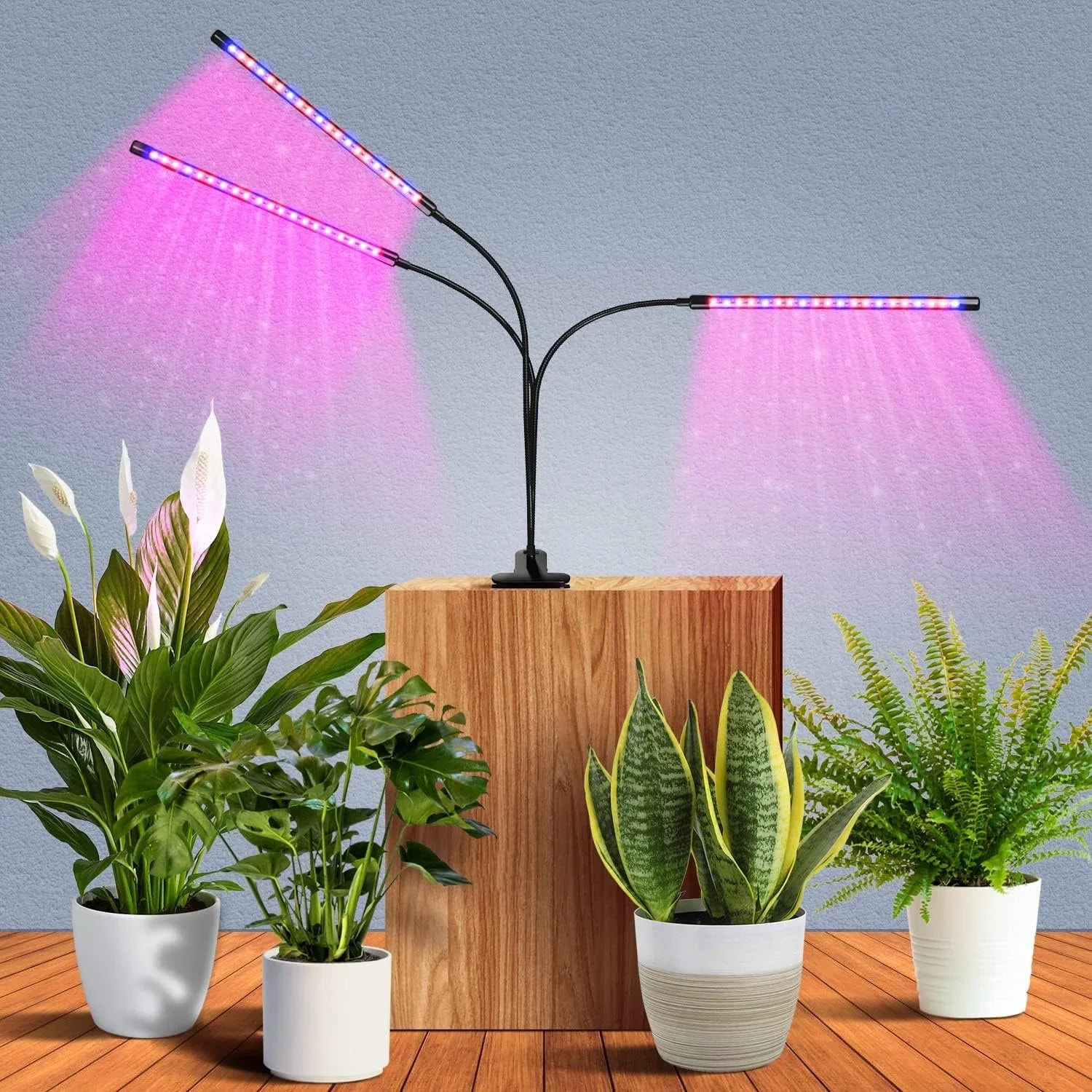 Wachstumslichter